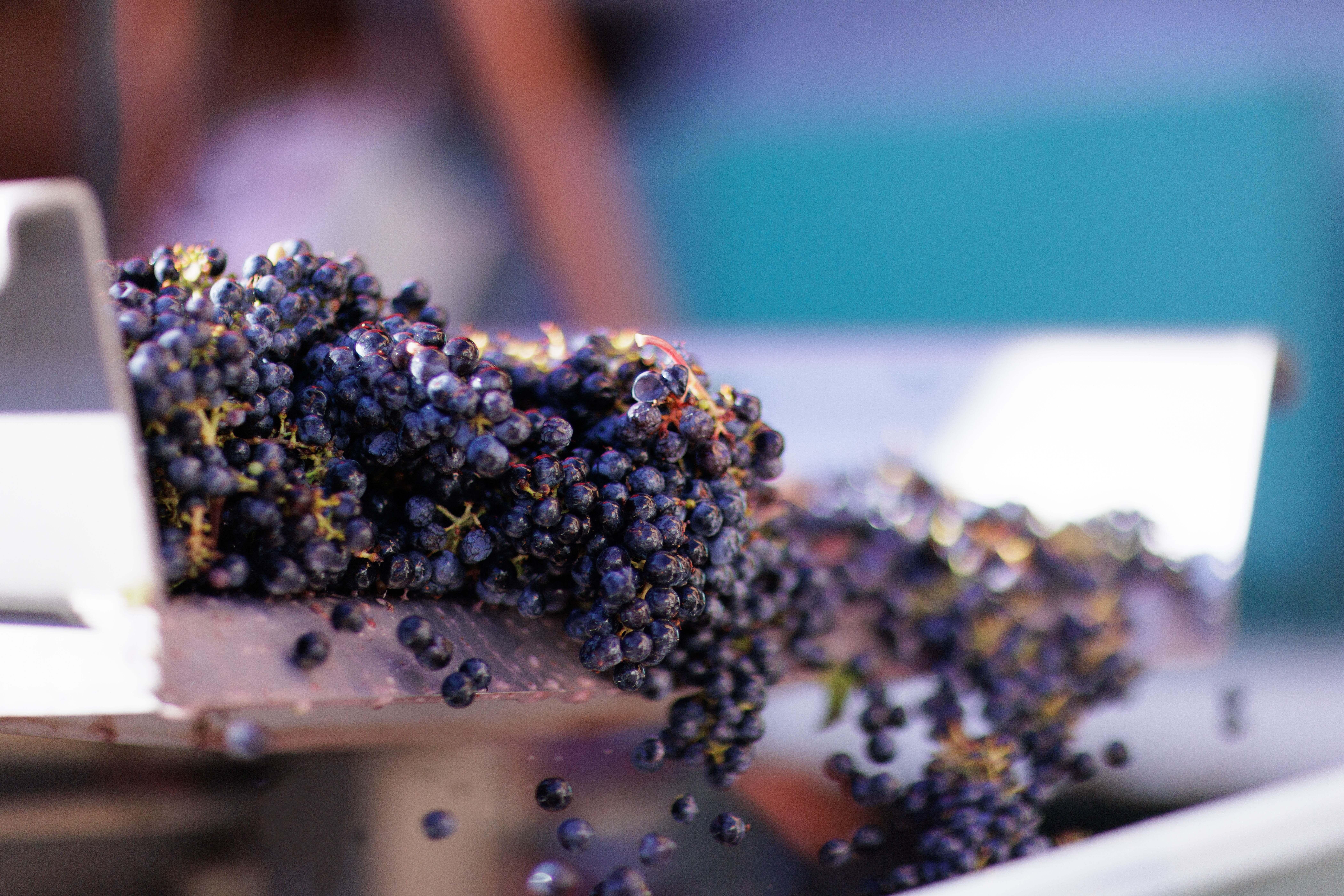 Grapes as they come in for Harvest
